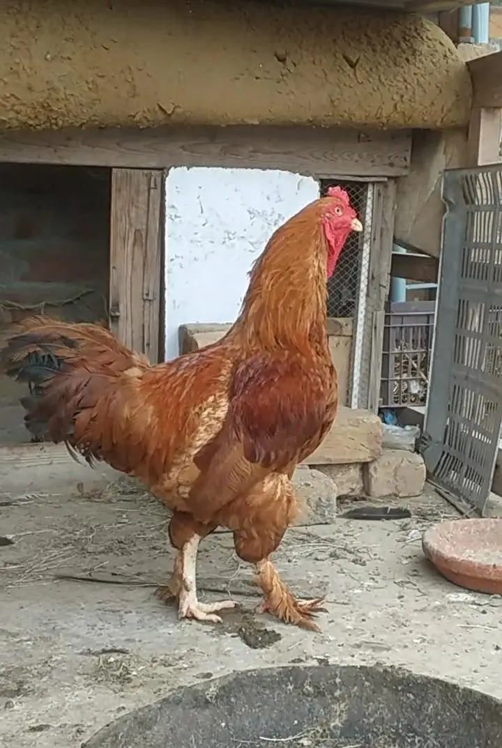 Aseel or Buff Mix Breder Beautiful Male — photo 4