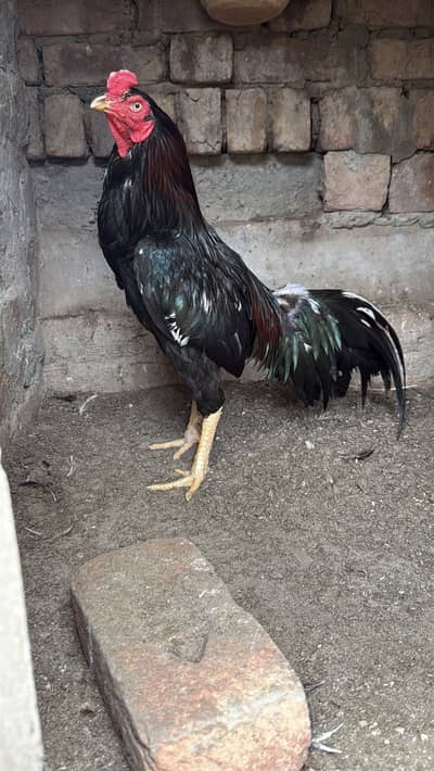 Murga for sale active and helahty bnd joro ma