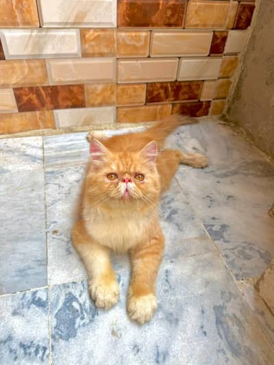 pure persian piki bloodline male kitten