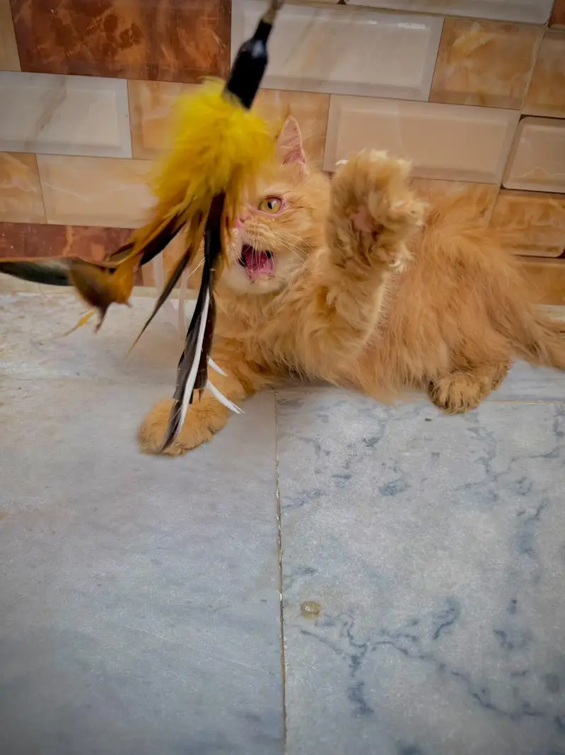 pure persian piki bloodline male kitten — photo 2