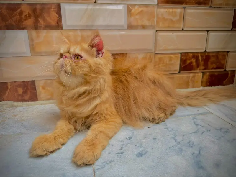pure persian piki bloodline male kitten — photo 3