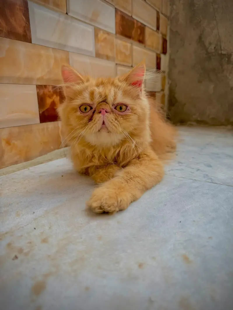 pure persian piki bloodline male kitten — photo 4