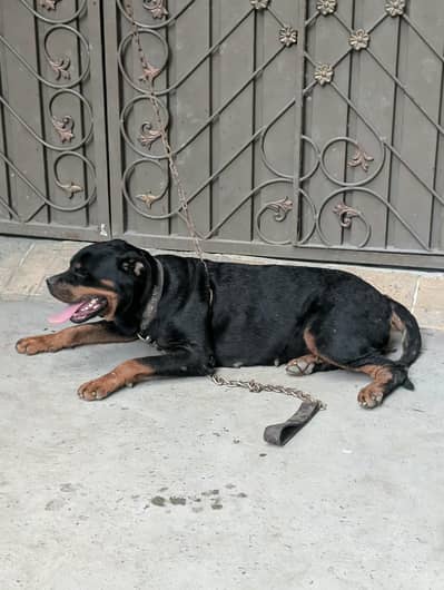 Rottweiler 2 year female