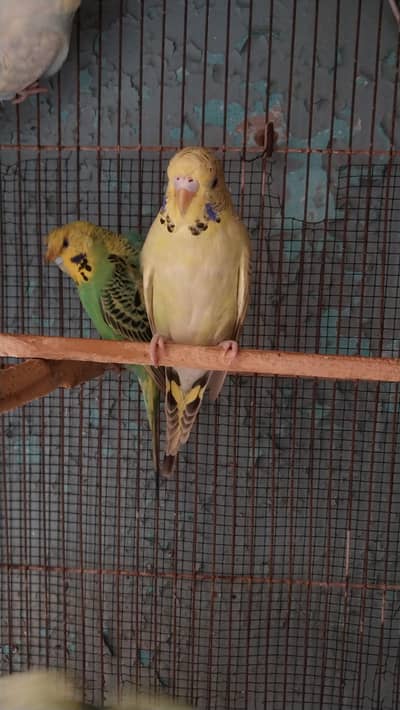 Green Opline King Male / Tcb Under Exi Female / Gray Hogo Male