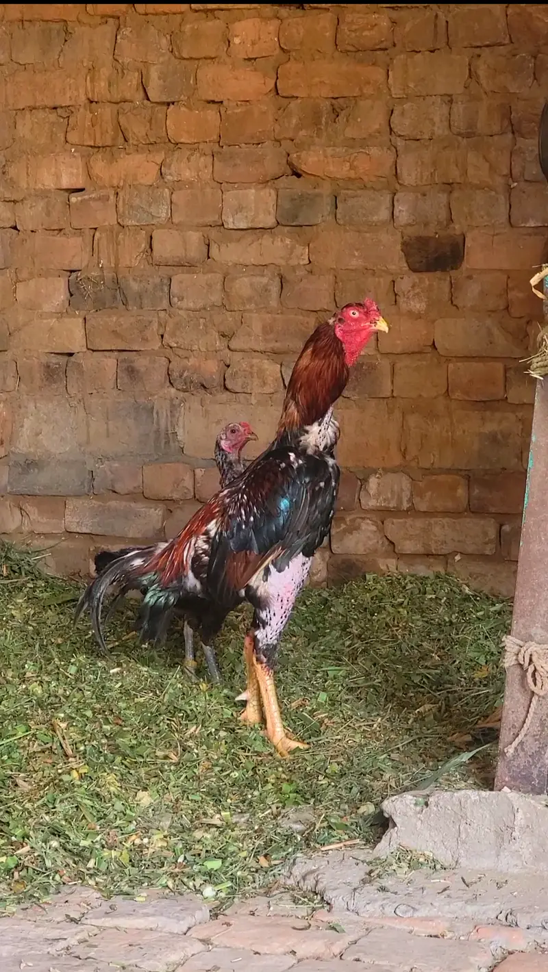 Turkish hint Bredr murga for sale — photo 3
