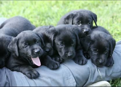 Extreme quality jet black labrador pup