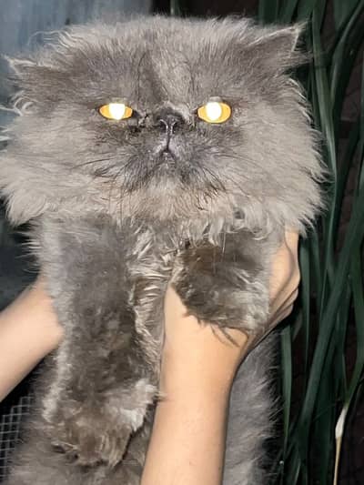 Peki face male cat for stud