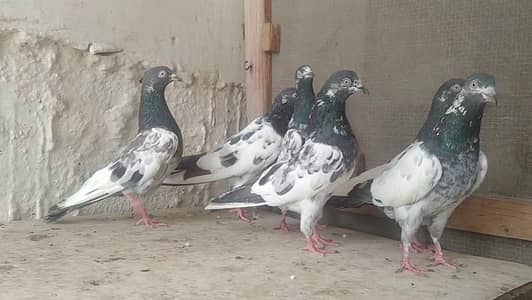 teddi golden sadhna mix pigeons