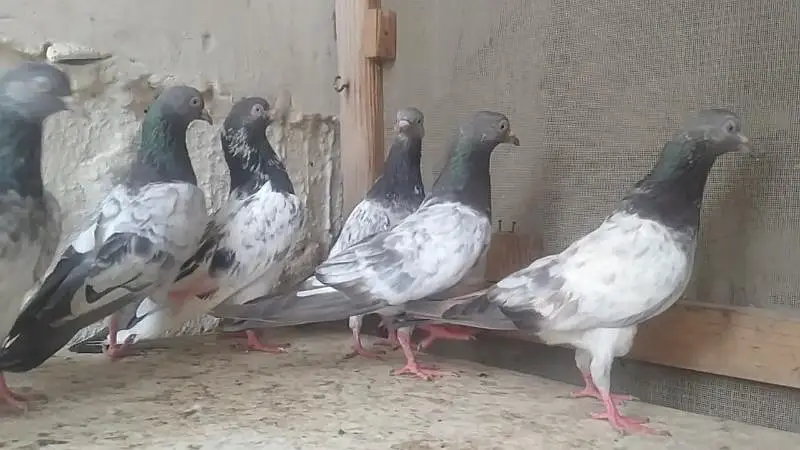 teddi golden sadhna mix pigeons — photo 2