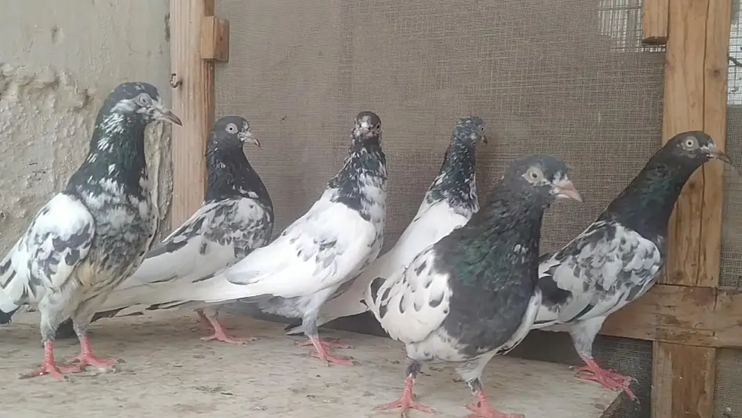 teddi golden sadhna mix pigeons — photo 3