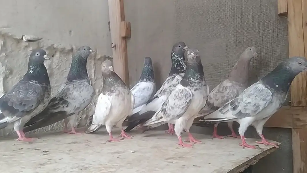 teddi golden sadhna mix pigeons — photo 4