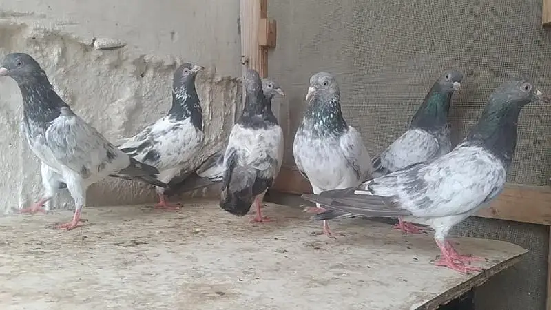 teddi golden sadhna mix pigeons — photo 5