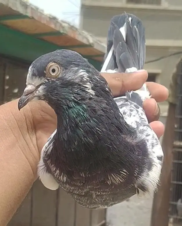 teddi golden sadhna mix pigeons — photo 6