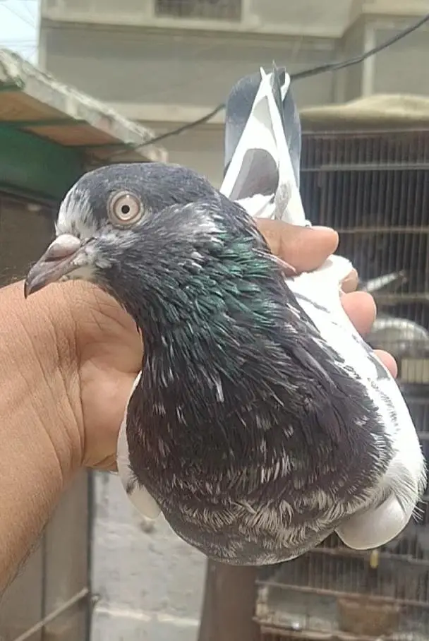 teddi golden sadhna mix pigeons — photo 7
