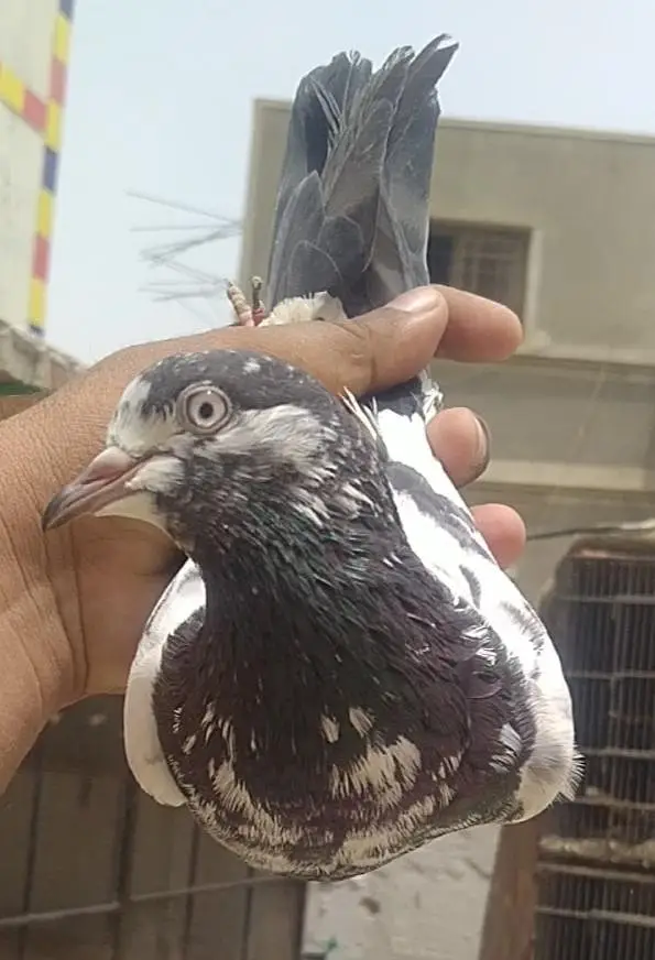 teddi golden sadhna mix pigeons — photo 8