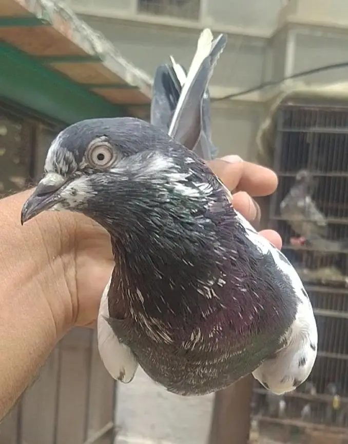 teddi golden sadhna mix pigeons — photo 9