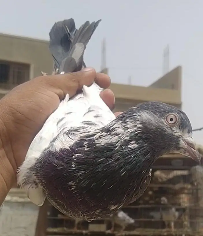 teddi golden sadhna mix pigeons — photo 10