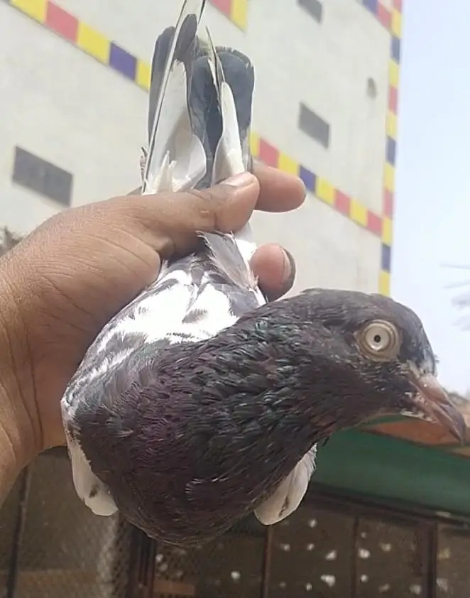 teddi golden sadhna mix pigeons — photo 11