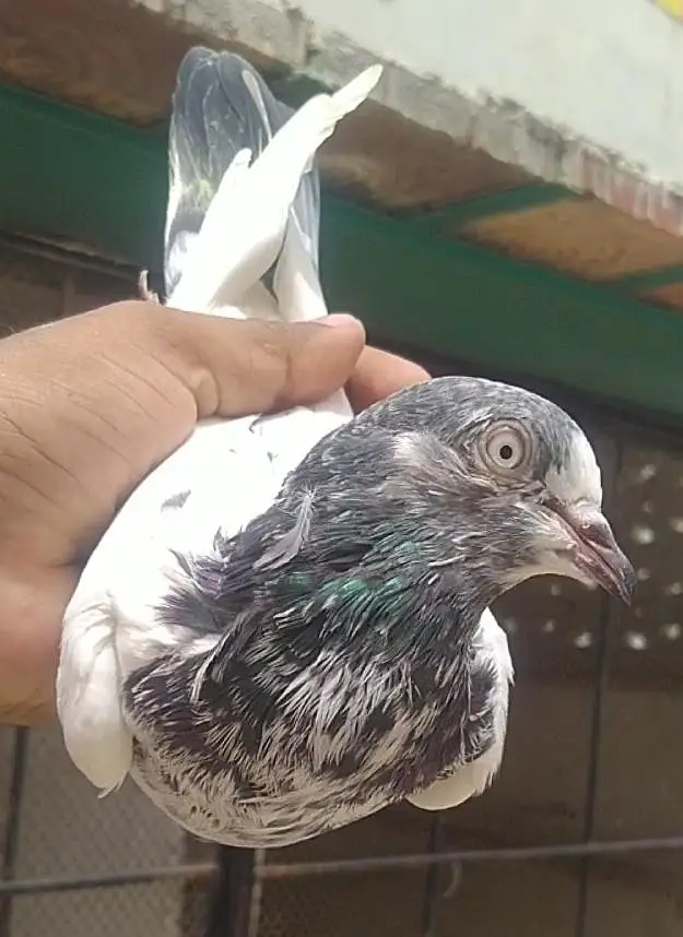 teddi golden sadhna mix pigeons — photo 12