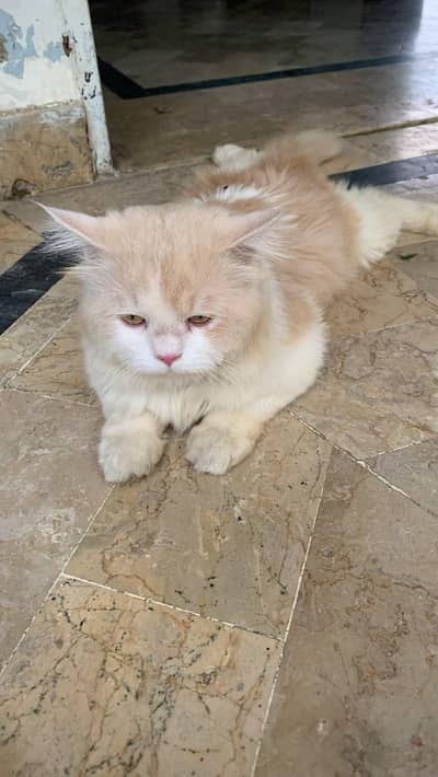Russian cat 