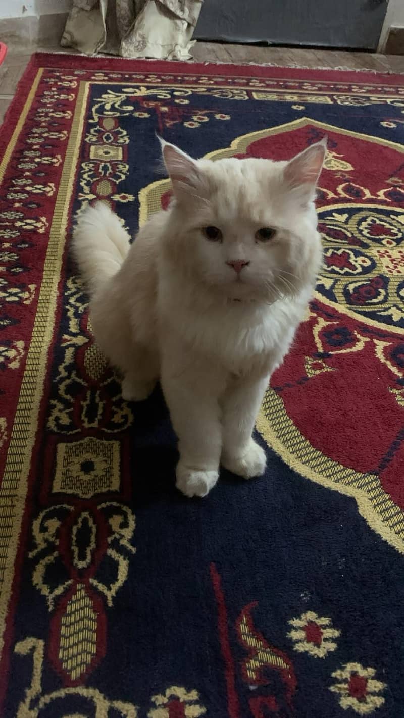 Russian cat  1