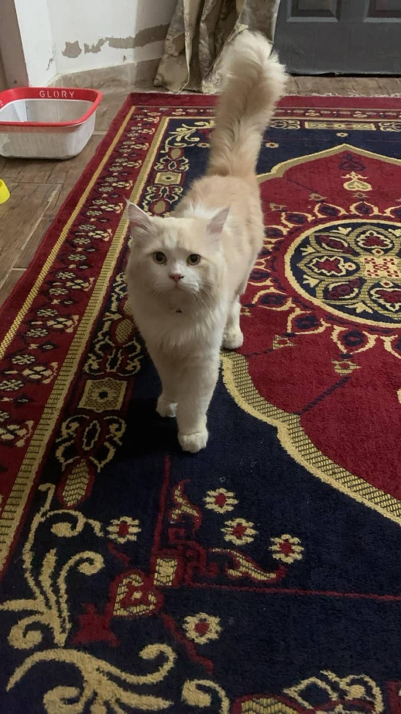 Russian cat  2