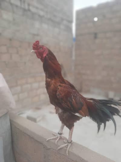 Sindhi aseel lakha