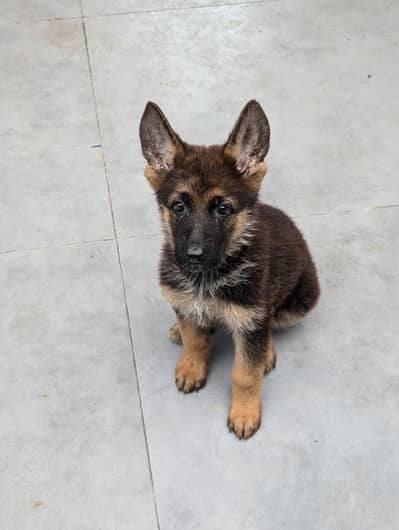 Male and female German shepherd puppies for sale