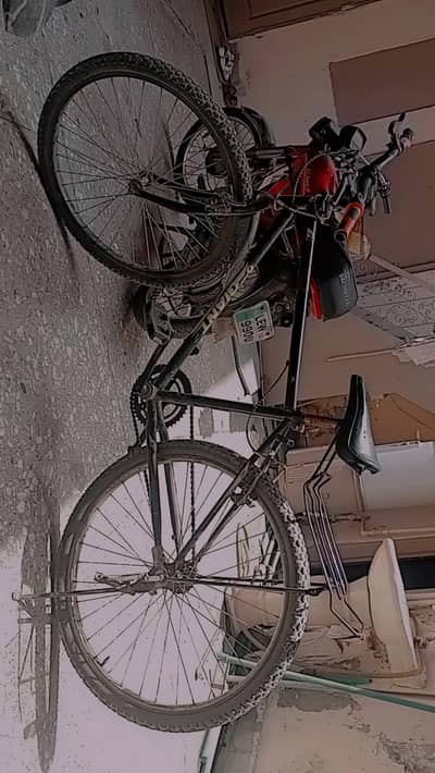 giant cycle