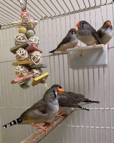 zebra finches pair pathy active ready for breed