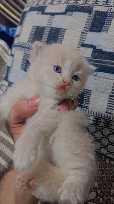 cute little baby Persian cat