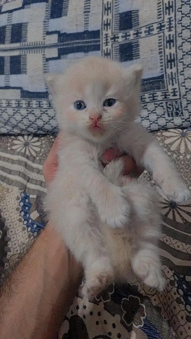 cute little baby Persian cat — photo 2