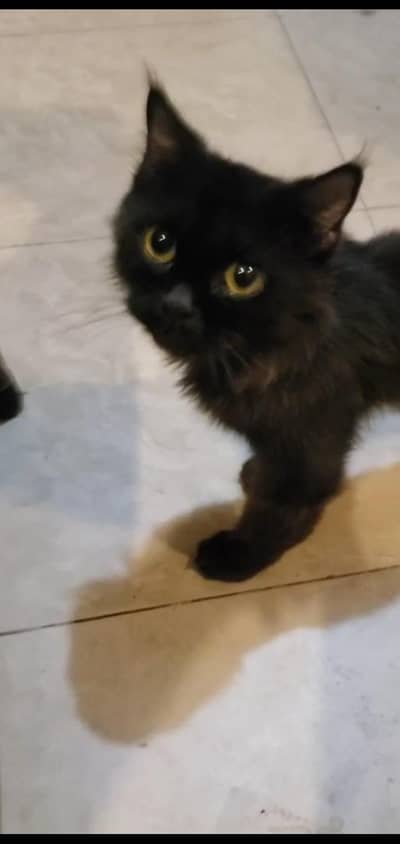 1 Cat and 2 kittens for sale