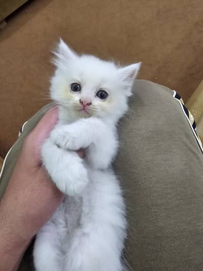Persian kitten for sale