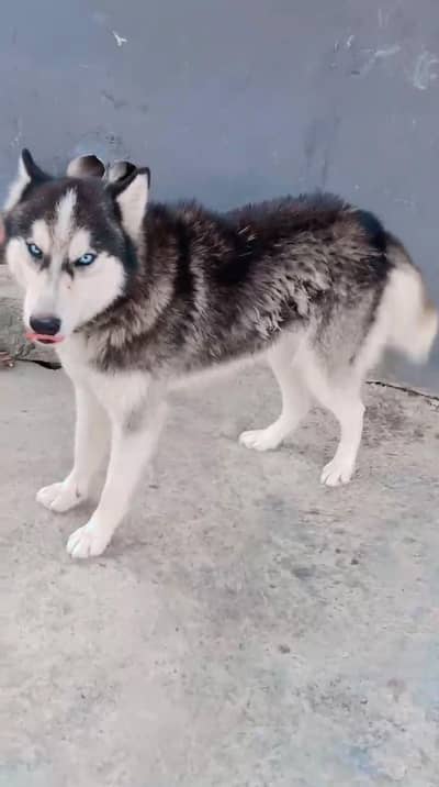 Siberian husky male 
