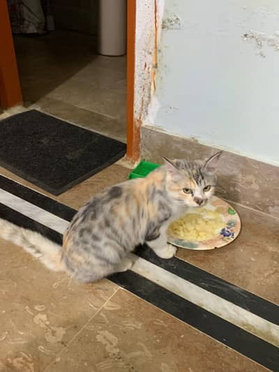 Persian double coated cat