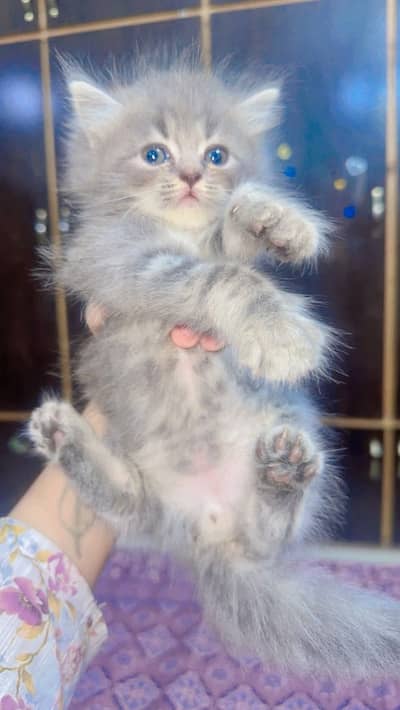 TOP CLASS GREY PERSIAN KITTENS