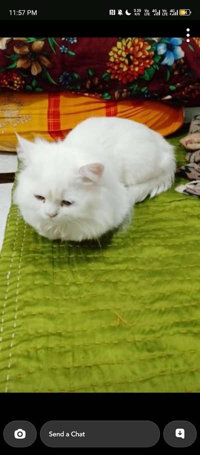 Persian cat for sale