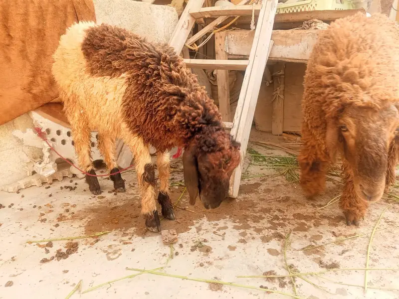 dumbe for sale — photo 4