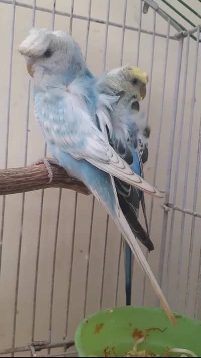 budgie