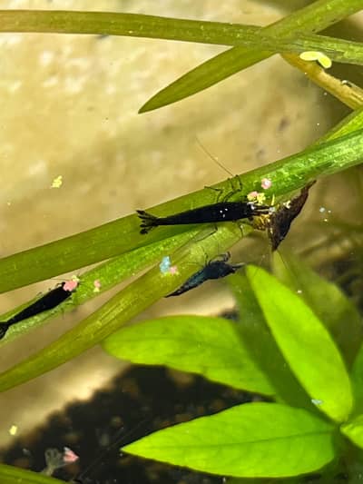 Cherry Shrimp, Avatar Guppy, Assassin Snail,