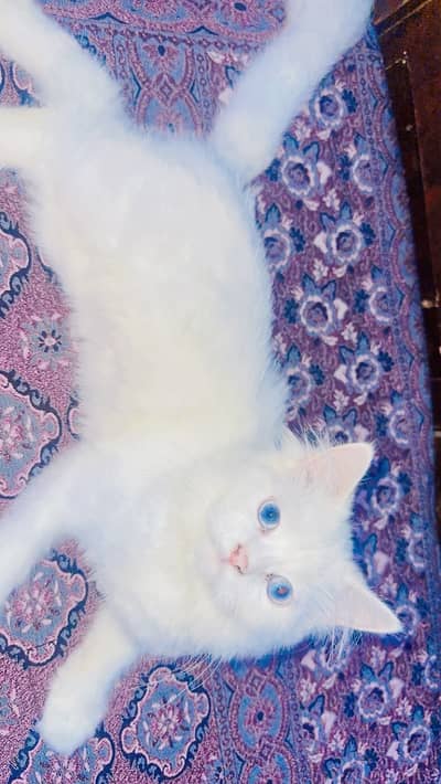 TOP CLASS PERSIAN KITTENS PAIR