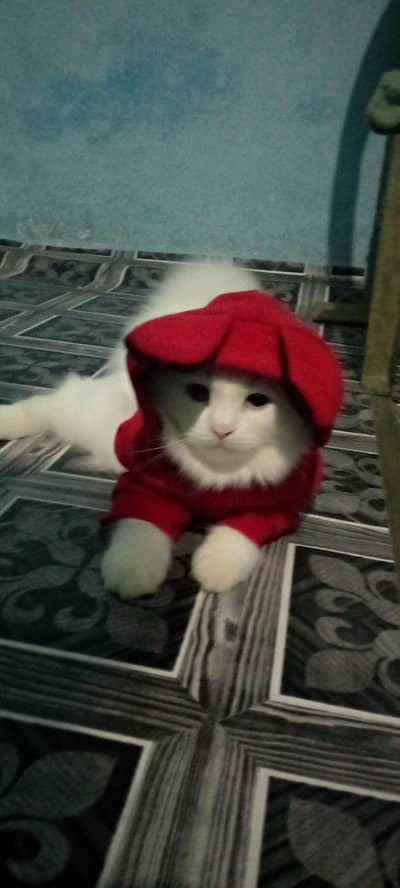 female kitten