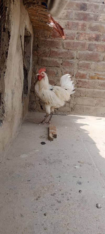Aseel Murga Healthy and active hy urgent sell