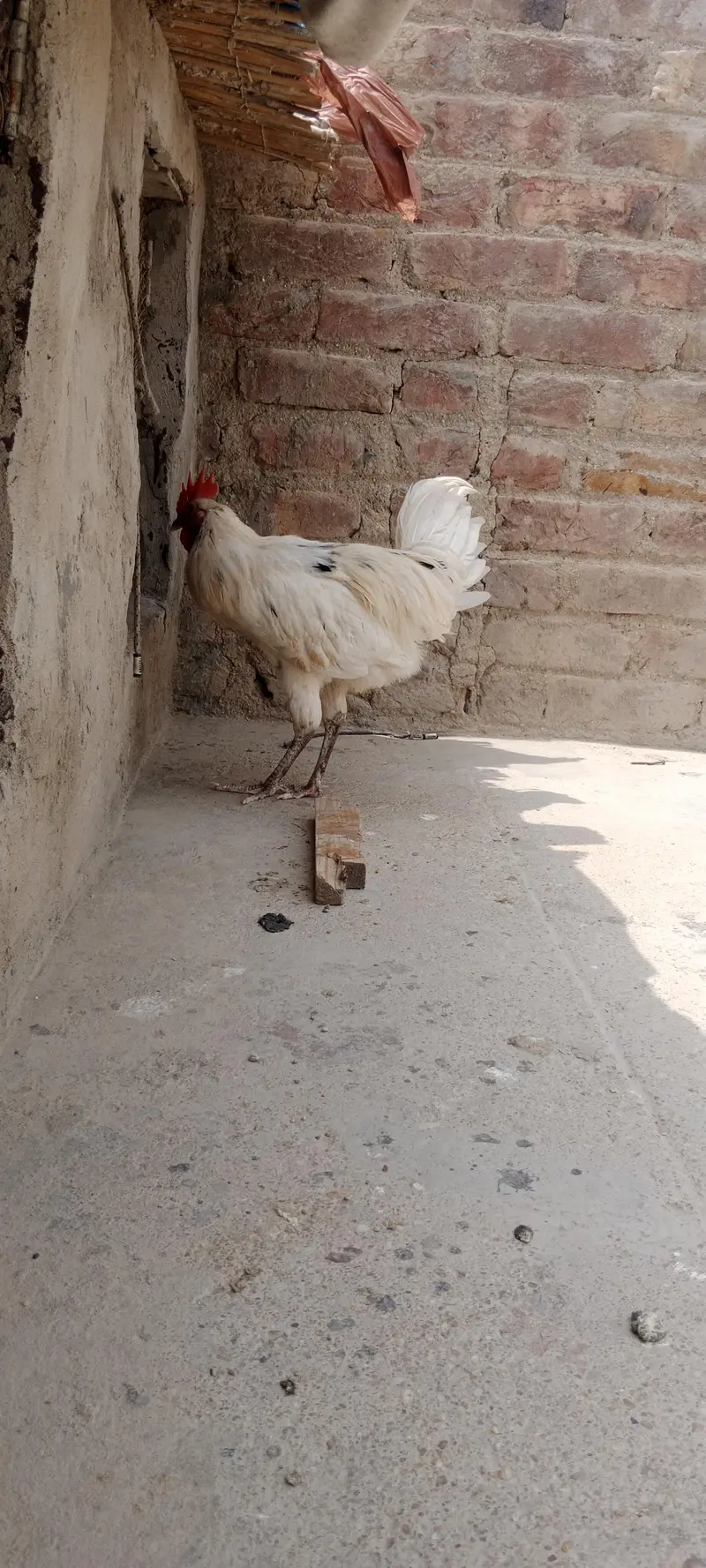 Aseel Murga Healthy and active hy urgent sell — photo 2