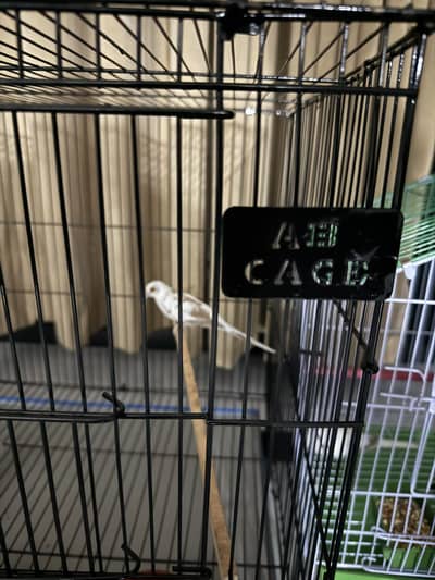 Birds cage