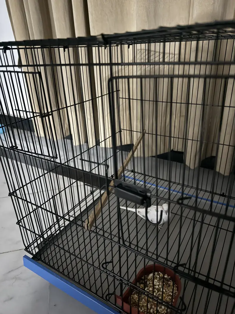 Birds cage — photo 2