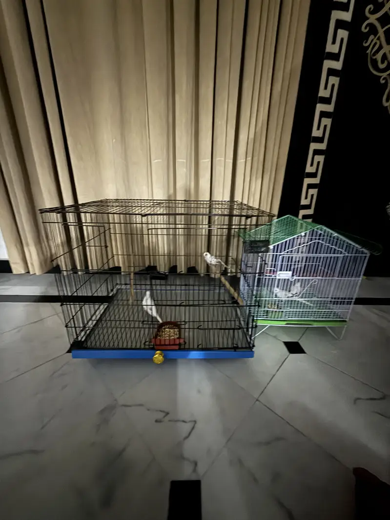 Birds cage — photo 3