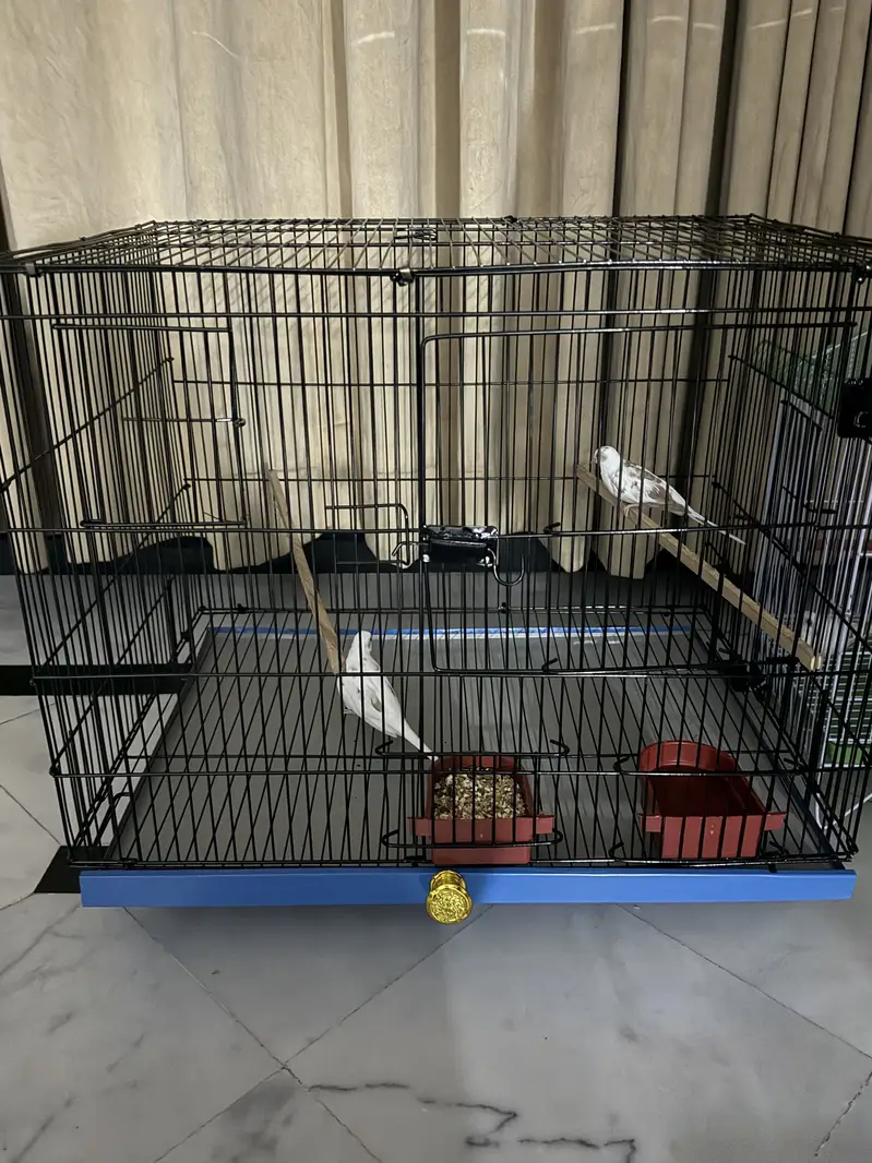 Birds cage — photo 4