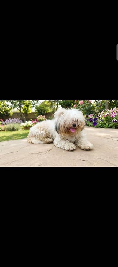 shih tzu male full playing